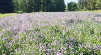 Porosły – działka pod Twój dom blisko miasta