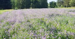 Porosły – działka pod Twój dom blisko miasta